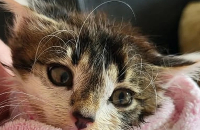 Alors qu'un employé de station d'épuration pensait sauver un chaton, il en découvre 5 autres