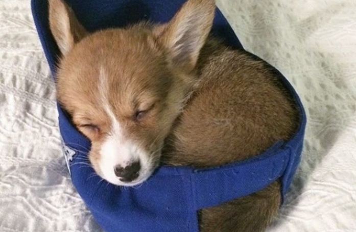13 photos de chiens et de chats qui savent parfaitement comment attendrir un humain