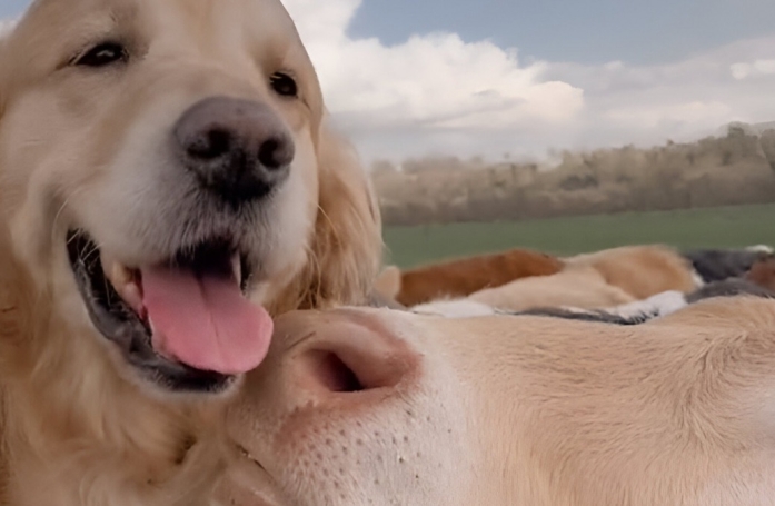 Après des semaines de séparation, un Golden Retriever retrouve enfin sa meilleure amie la vache lors d'une tendre rencontre (vidéo)