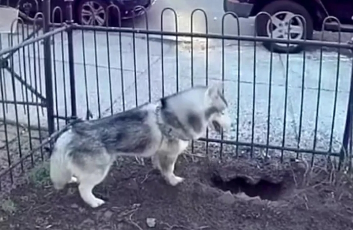Grâce à son flair, ce Husky a détecté une fuite de gaz et a sauvé tout son quartier