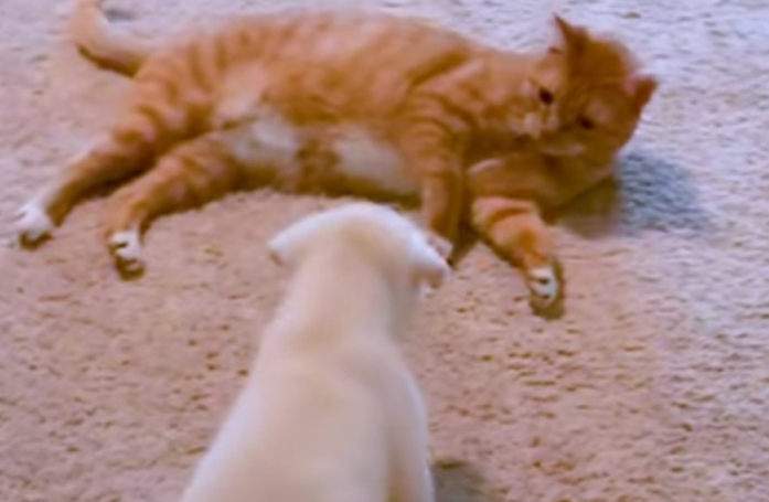 Une vidéo émouvante dévoile l'évolution de l'amitié entre un chat et un chiot
