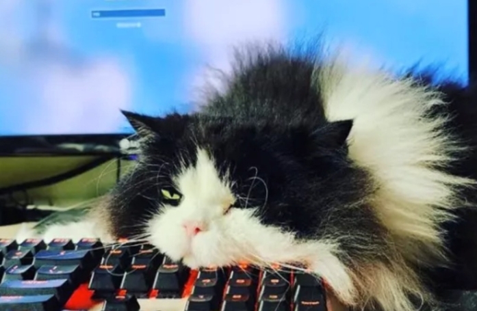 13 photos de chats qui ont élevé la paresse au rang d’art véritable