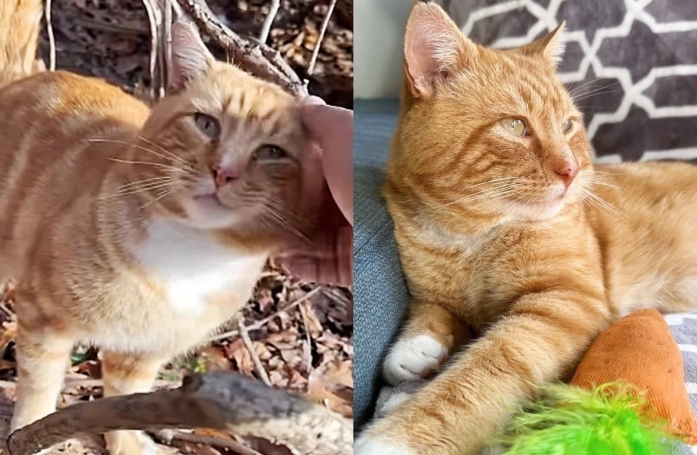Après avoir connu l’errance et le froid glacial, un chat apaisé s’endort dans la chaleur des bras de sa maman d’accueil