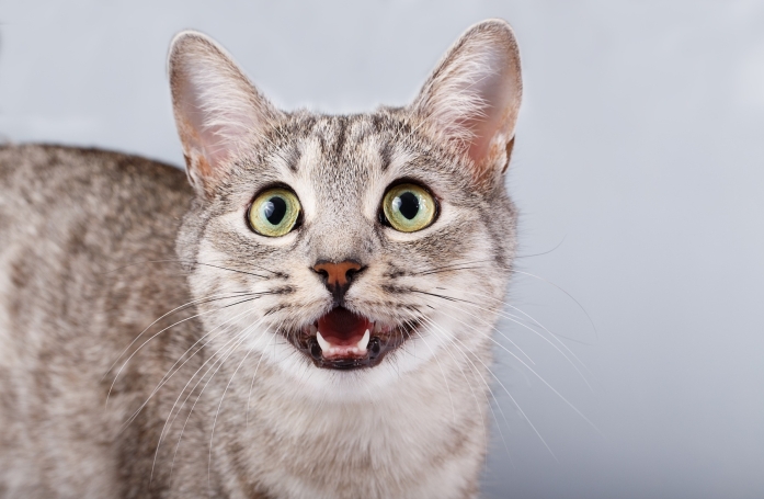 Comment maintenir une bonne hygiène bucco-dentaire chez son animal ?