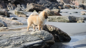 Illustration : "En balade sur une plage, un inconnu vole au secours d’un maître démuni face à son chien en pleine crise d’épilepsie"