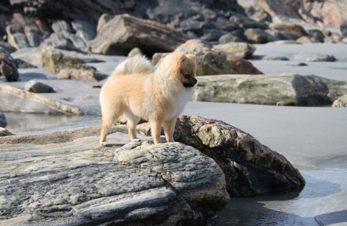 En balade sur une plage, un inconnu vole au secours d’un maître démuni face à son chien en pleine crise d’épilepsie