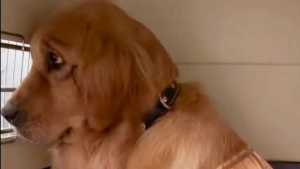 Illustration : "Destinée à l’abattoir, une Golden Retriever s’en sort grâce au soutien et à l’amour de bénévoles (vidéo)"