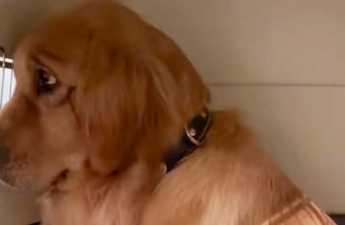 Destinée à l’abattoir, une Golden Retriever s’en sort grâce au soutien et à l’amour de bénévoles (vidéo)