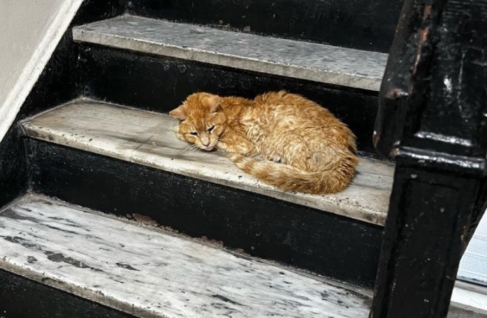 Un chat errant pénètre dans un immeuble dans l’espoir d’être sauvé de sa condition (vidéo)