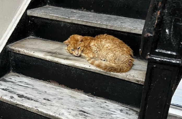 Un chat errant pénètre dans un immeuble dans l’espoir d’être sauvé de sa condition (vidéo)