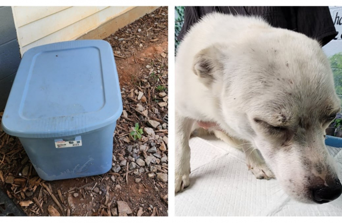 Un chien sauvé après avoir été retrouvé enfermé dans une caisse en plastique en plein soleil