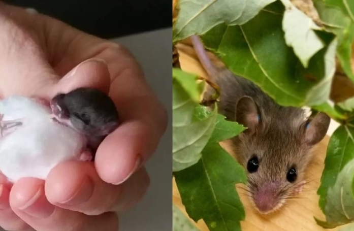 Secourues par un centre spécialisé, des souris remercient leurs aidants par un présent unique