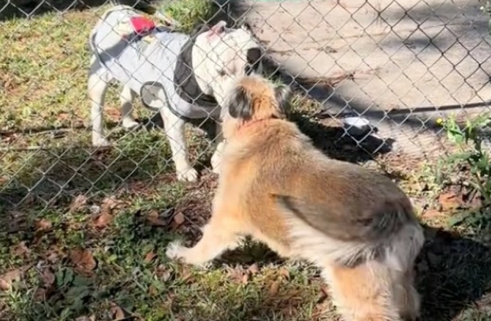 Cette chienne qui saluait quotidiennement son ami derrière un grillage a été surprise le jour où il n’y était plus (vidéo)