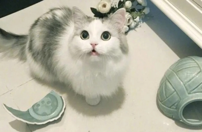 18 photos cocasses de chats qui se sont retrouvés dans de drôles de situations 