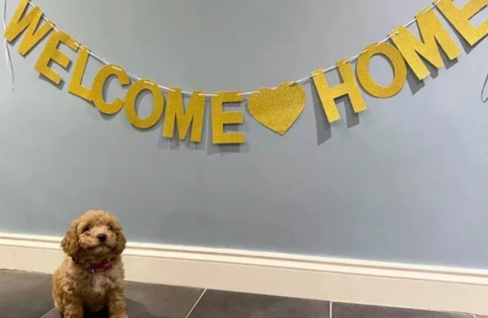 14 chiots photographiés le premier jour après leur adoption