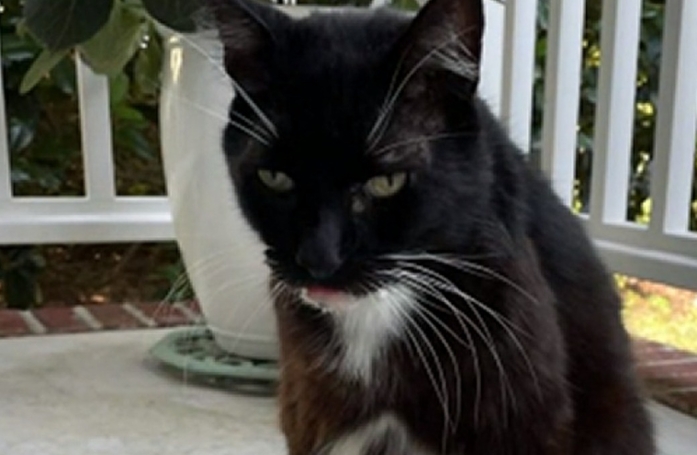 Un chat disparu réapparaît 10 ans plus tard à 1500 km, mais une bataille pour sa garde commence