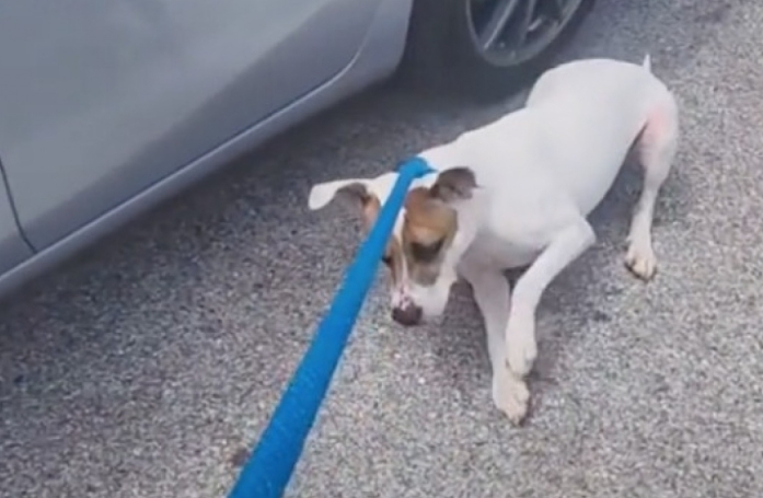 Ce chien fait tout pour ne pas retourner au refuge à la fin de ses promenades (vidéo)