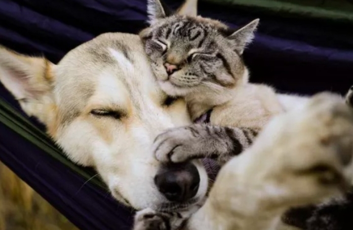 15 photos de chats et de chiens qui vivent en parfaite harmonie