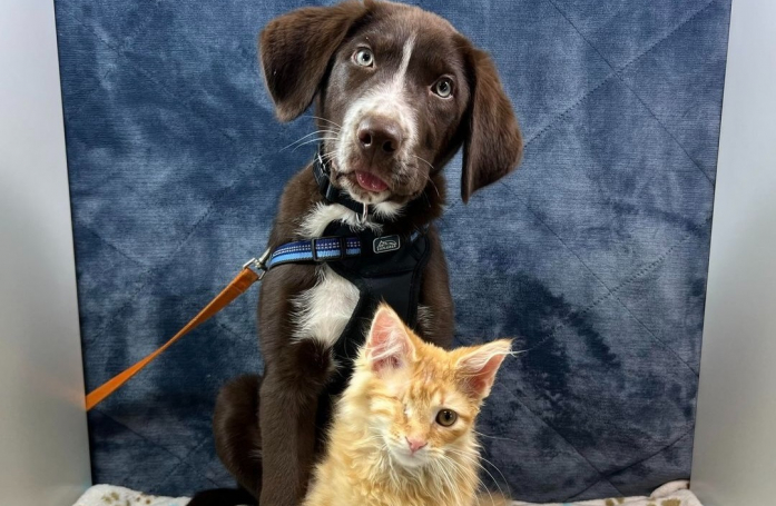Devenus amis en soins intensifs, ce chat et ce chien auront la joie de partager la même maison pour la vie