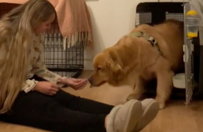 Élevé pour le commerce de la viande, un Golden Retriever surmonte ses nombreux traumatismes grâce à une famille trouvée à l’autre bout du monde (vidéo)