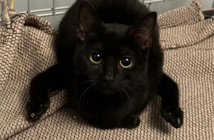 Venue au monde sans articulations de hanches, une chatte espère pouvoir être soignée grâce à la générosité de donateurs