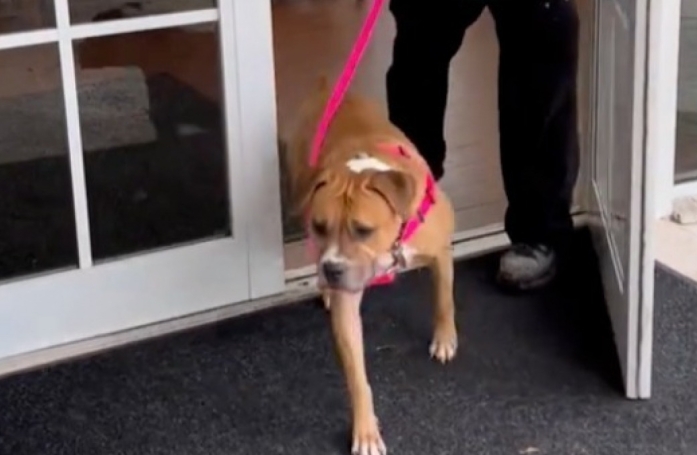 Après des mois d’attente, une chienne découvre qu’un adoptant est venu au refuge pour la rencontrer (vidéo)