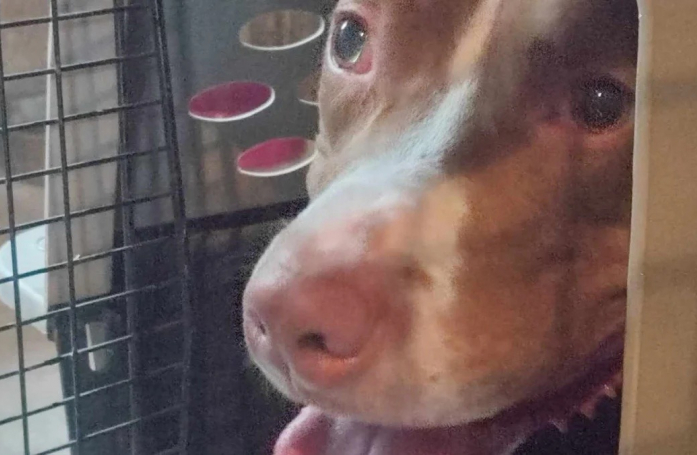 Prisonnier d’un logement depuis plus de 10 jours, un chien est sauvé grâce à la mobilisation massive de ses voisins