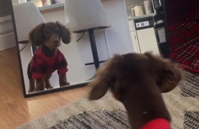 Quand Rolo, petit teckel curieux, se voit pour la première fois dans un miroir