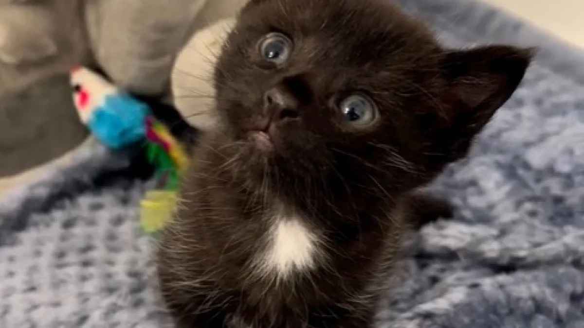 Comment Faire Le Bibi D Un Chaton En Video