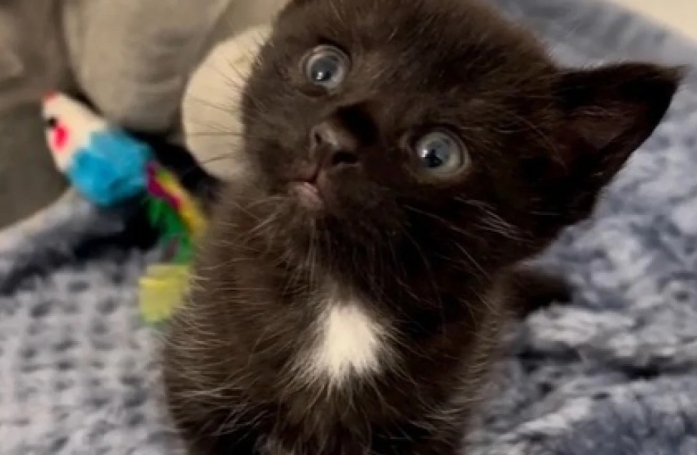 Le premier regard d’un chaton de 3 semaines envers sa mère d’accueil dévouée (vidéo)