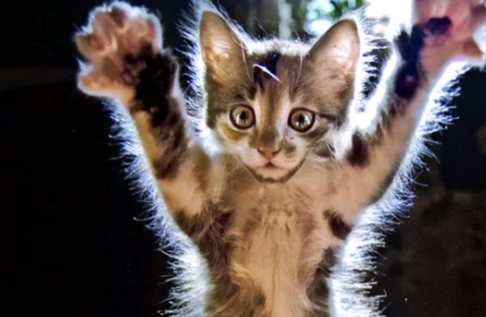 16 photos de chats prêts à tout pour attirer l’attention