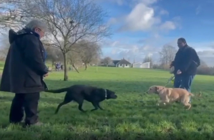 Après des années de séparation, ces 2 frères chiens guides d’aveugles vivent de touchantes retrouvailles (vidéo)