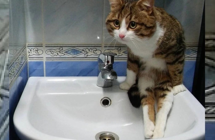 16 photos de chats qui ont tendance à se comporter comme des humains