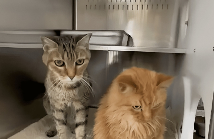 Ces 2 chats de 18 ans ont eu la joie d’être adoptés ensemble avant d’être ramenés au refuge quelques heures plus tard (vidéo)