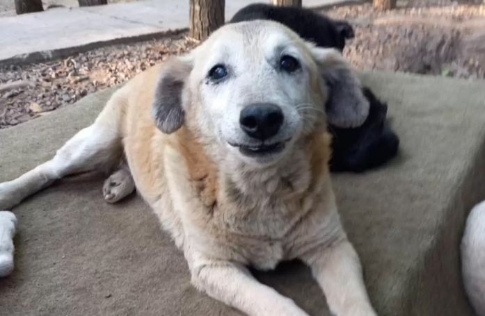Après 11 ans d'attente au refuge, ce chien de 16 ans trouve enfin une famille aimante