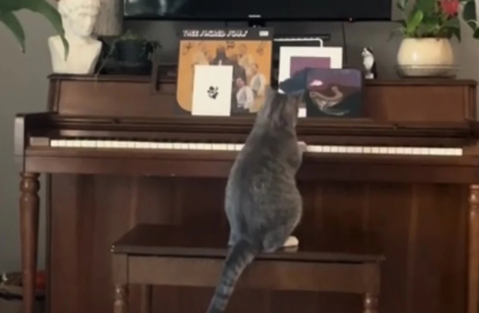 Ce chat prodige joue du piano et rendrait jaloux Berlioz des Aristochats (vidéo)