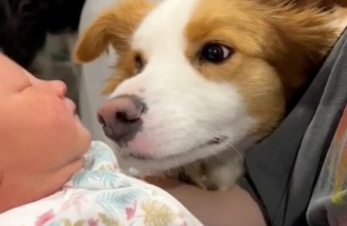 Un Border Collie touche en plein cœur ses parents lors de la première rencontre avec le nouveau bébé de la famille (vidéo)