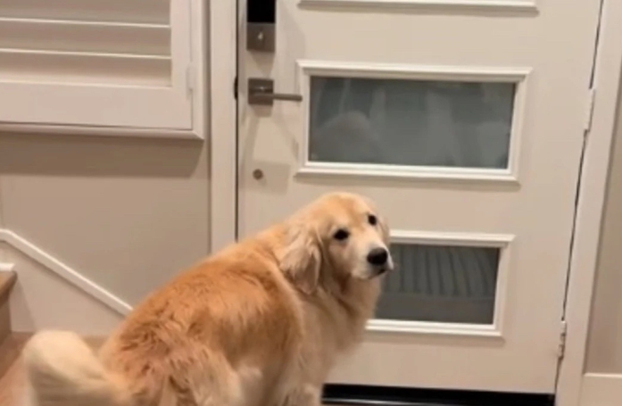Dès qu’il rentre de l’école, ce petit garçon bénéficie du plus joyeux des accueils assuré par son Golden Retriever (vidéo)