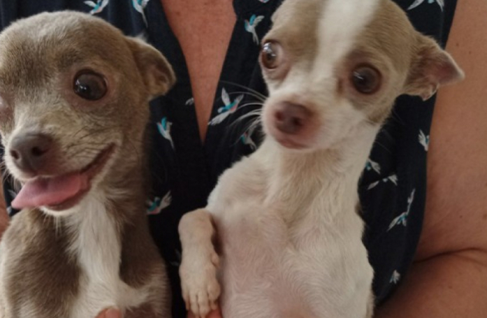 Avant de quitter leur domicile pour partir en vacances, des propriétaires abandonnent leurs 2 Chihuahuas devant leur immeuble