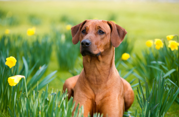 Quelles sont les plantes toxiques pour son chien ou son chat ?