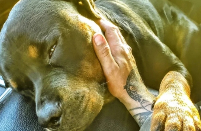 14 photos de chats et de chiens qui reflètent leur amour inconditionnel pour leurs maîtres