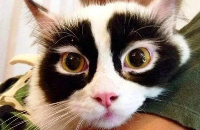 17 photos de chats et de chiens aux pelages hors du commun