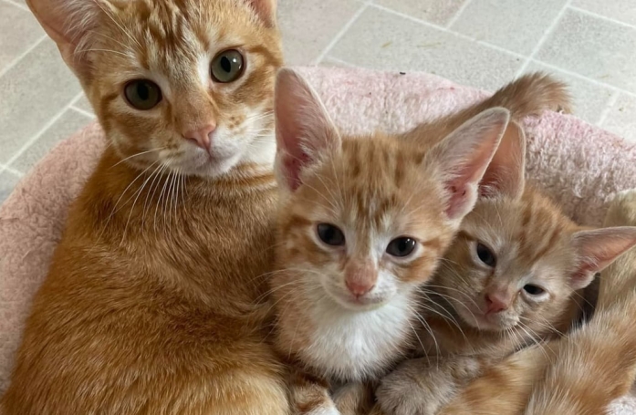 Fait insolite, ce papa chat veut à tout prix rester avec ses chatons (vidéo)