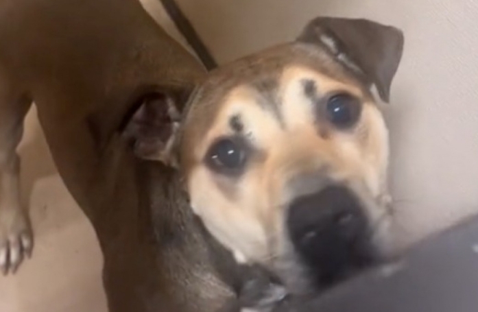 Un chien ému de revenir au refuge après une courte adoption cherche une nouvelle famille