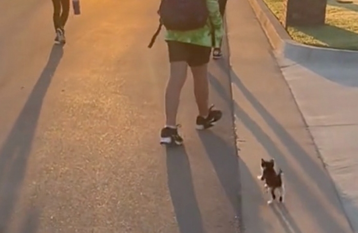 Le rituel attendrissant d'un chaton qui suit les enfants à l'école tous les matins (vidéo)