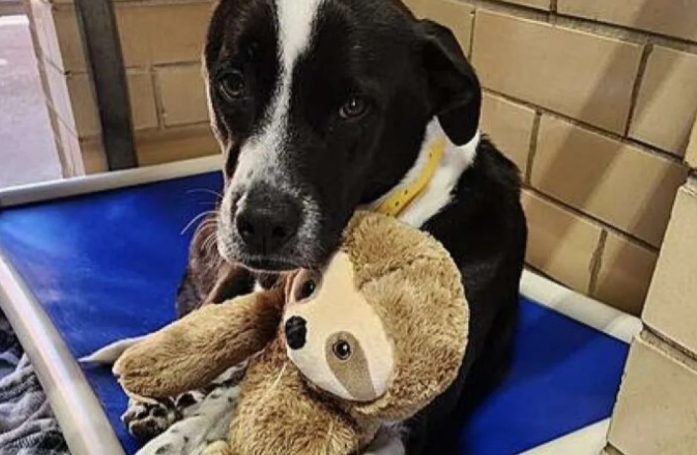 Cette chienne compte sur son paresseux en peluche pour se consoler de son retour en refuge après 5 années dans une famille