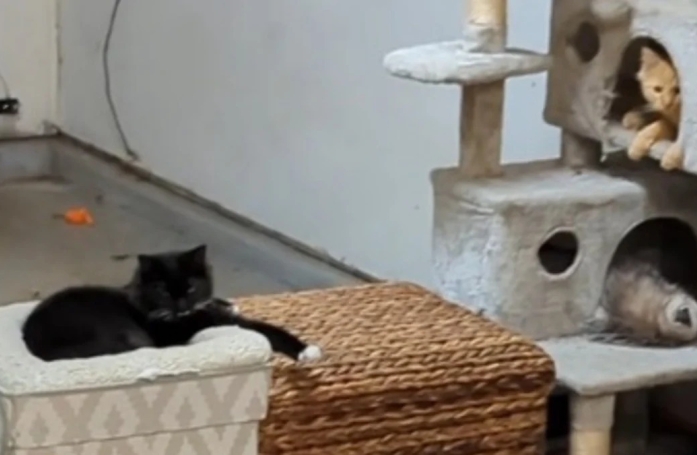 Un homme crée un hôtel pour chats, mais un intrus d'une autre espèce s'y est invité (vidéo)