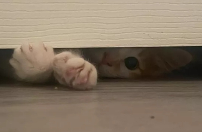 15 photos de chats dont la façon de vivre devrait inspirer les humains