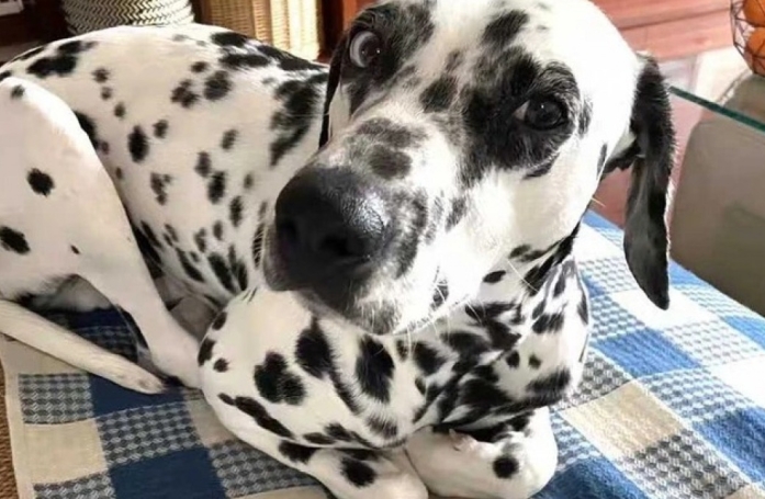 20 photos de chiens ayant oublié à quelle espèce ils appartiennent