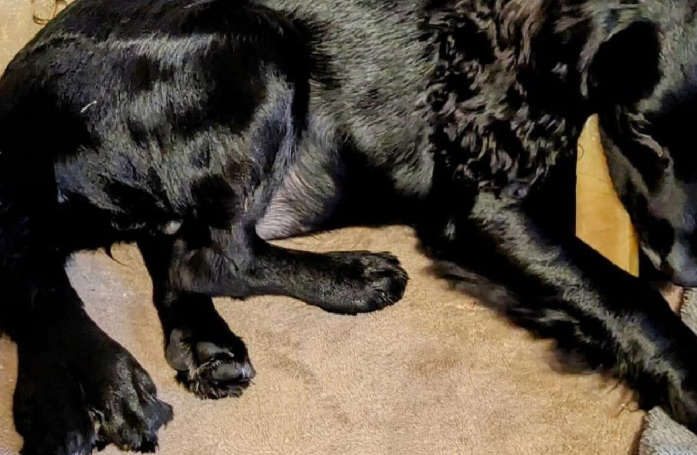 Une chienne abandonnée avec six pattes subit une opération complexe pour corriger sa malformation et retrouver une nouvelle famille